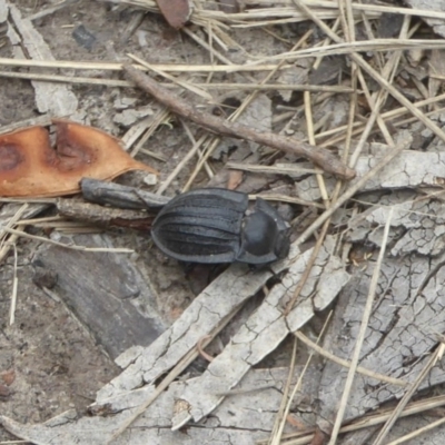 Celibe rugosipennis (Pie-dish beetle) at Booth, ACT - 7 Mar 2017 by Christine