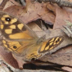 Geitoneura klugii (Marbled Xenica) at Booth, ACT - 7 Mar 2017 by Christine