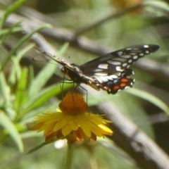 Papilio anactus (Dainty Swallowtail) at Acton, ACT - 8 Mar 2017 by Christine