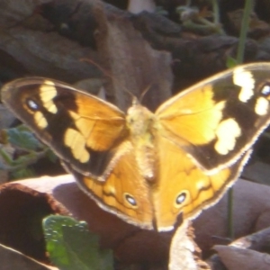 Heteronympha merope at Acton, ACT - 9 Mar 2017