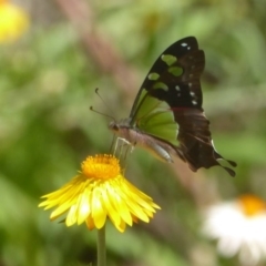 Graphium macleayanum (Macleay's Swallowtail) at Acton, ACT - 8 Mar 2017 by Christine