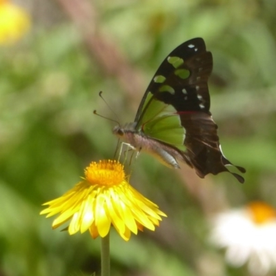 Graphium macleayanum (Macleay's Swallowtail) at ANBG - 8 Mar 2017 by Christine