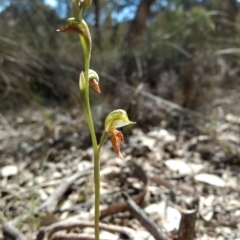 Oligochaetochilus aciculiformis (Needle-point rustyhood) at Belconnen, ACT - 12 Oct 2017 by MattM