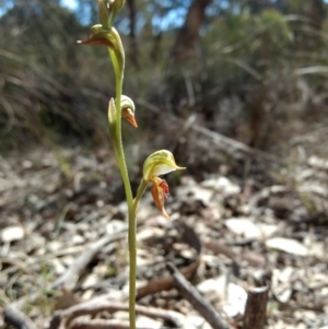 Oligochaetochilus aciculiformis at Belconnen, ACT - 12 Oct 2017