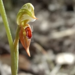 Oligochaetochilus aciculiformis at Belconnen, ACT - 12 Oct 2017