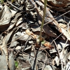 Oligochaetochilus aciculiformis at Belconnen, ACT - 12 Oct 2017