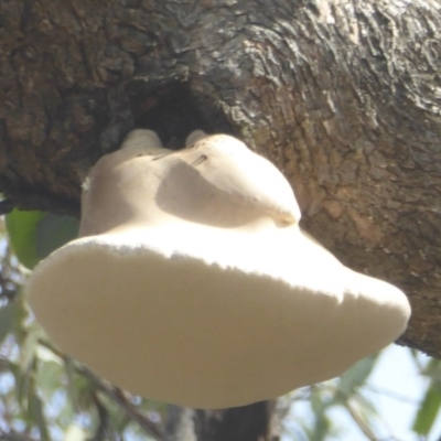 Laetiporus portentosus (White Punk) at QPRC LGA - 14 Mar 2017 by Christine