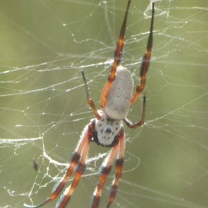 Trichonephila edulis at Carwoola, NSW - 15 Mar 2017 12:00 AM