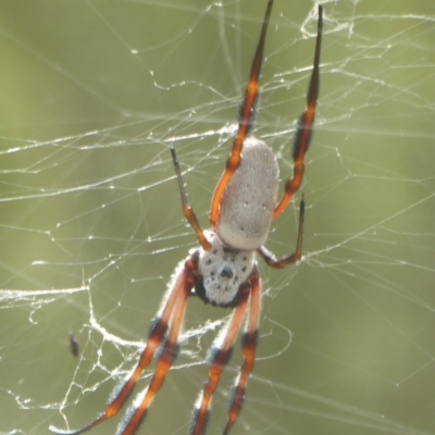 Trichonephila edulis (Golden orb weaver) at Cuumbeun Nature Reserve - 14 Mar 2017 by Christine