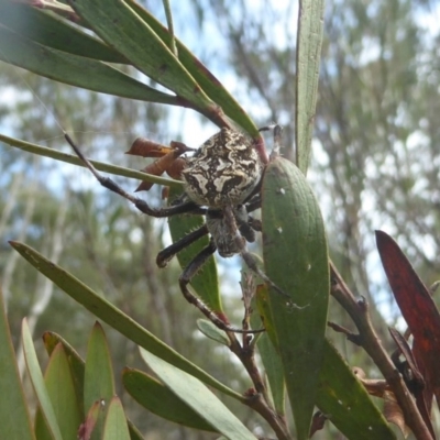 Backobourkia sp. (genus) (An orb weaver) at Cuumbeun Nature Reserve - 14 Mar 2017 by Christine