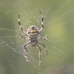 Backobourkia sp. (genus) at Carwoola, NSW - 15 Mar 2017