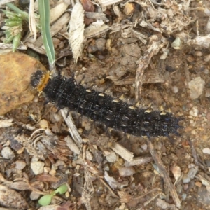 Junonia villida at Googong, NSW - 15 Mar 2017