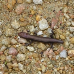 Lampropholis delicata (Delicate Skink) at Fyshwick, ACT - 22 Mar 2017 by Christine