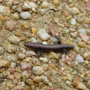 Lampropholis delicata at Fyshwick, ACT - 23 Mar 2017