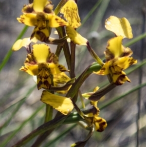 Diuris pardina at Gungahlin, ACT - suppressed