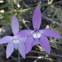 Glossodia major (Wax Lip Orchid) at Mulligans Flat - 11 Oct 2017 by DerekC