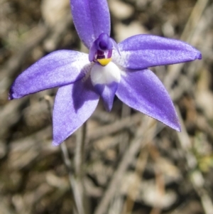 Glossodia major at Gungahlin, ACT - suppressed