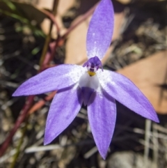 Glossodia major at Gungahlin, ACT - suppressed