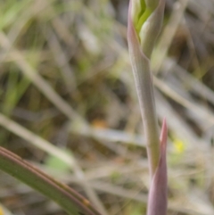 Thelymitra sp. (A Sun Orchid) at Mulligans Flat - 11 Oct 2017 by DerekC