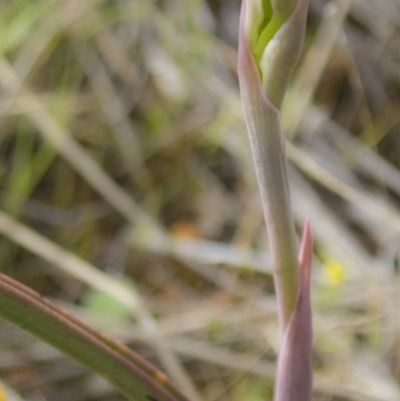 Thelymitra (Genus) (Sun Orchid) at Gungahlin, ACT - 11 Oct 2017 by DerekC