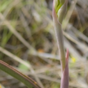 Thelymitra sp. at Gungahlin, ACT - 11 Oct 2017