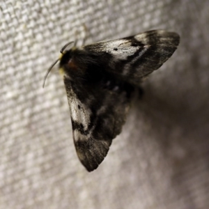 Nataxa flavescens at O'Connor, ACT - 11 Oct 2017