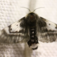 Nataxa flavescens at O'Connor, ACT - 11 Oct 2017