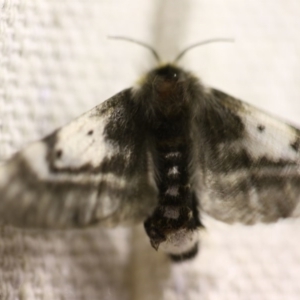 Nataxa flavescens at O'Connor, ACT - 11 Oct 2017