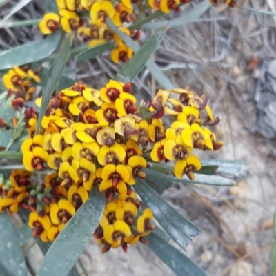 Daviesia mimosoides (Bitter Pea) at Isaacs Ridge and Nearby - 12 Oct 2017 by Mike