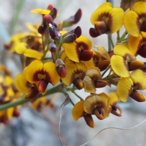 Daviesia mimosoides at Jerrabomberra, ACT - 12 Oct 2017 05:58 PM