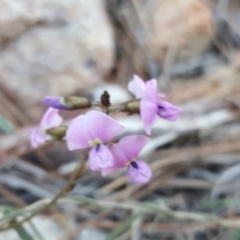 Glycine clandestina (Twining Glycine) at Jerrabomberra, ACT - 12 Oct 2017 by Mike