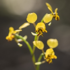 Diuris nigromontana (Black Mountain Leopard Orchid) at Aranda, ACT - 11 Oct 2017 by GlenRyan