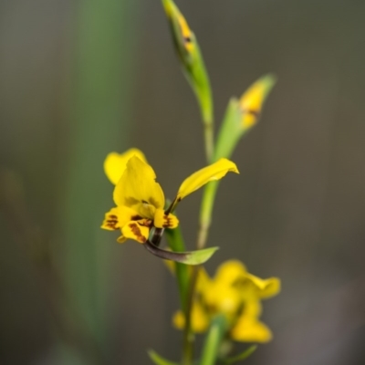 Diuris nigromontana (Black Mountain Leopard Orchid) at Canberra Central, ACT - 11 Oct 2017 by GlenRyan