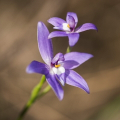 Glossodia major (Wax Lip Orchid) at Aranda, ACT - 11 Oct 2017 by GlenRyan