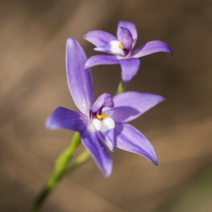 Glossodia major at Aranda, ACT - 11 Oct 2017