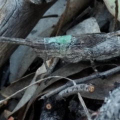 Coryphistes ruricola (Bark-mimicking Grasshopper) at Belconnen, ACT - 12 Oct 2017 by MattM