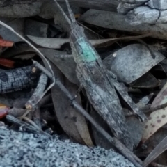 Coryphistes ruricola at Belconnen, ACT - 12 Oct 2017