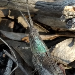 Coryphistes ruricola at Belconnen, ACT - 12 Oct 2017