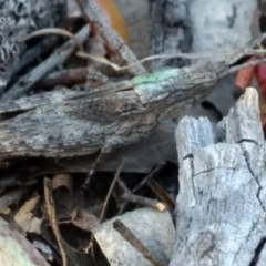 Coryphistes ruricola at Belconnen, ACT - 12 Oct 2017