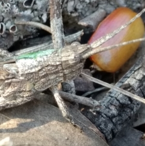 Coryphistes ruricola at Belconnen, ACT - 12 Oct 2017