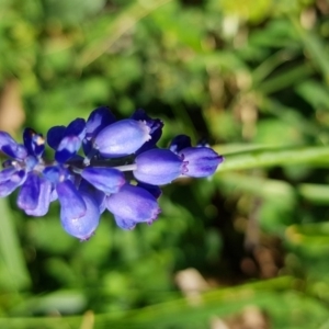 Muscari armeniacum at Griffith, ACT - 12 Oct 2017