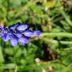 Muscari armeniacum at Griffith, ACT - 12 Oct 2017