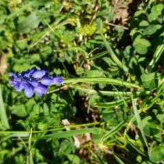 Muscari armeniacum at Griffith, ACT - 12 Oct 2017