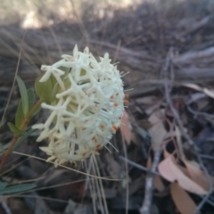 Pimelea linifolia (Slender Rice Flower) at ANBG South Annex - 11 Oct 2017 by WalterEgo