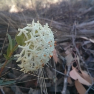 Pimelea linifolia at Acton, ACT - 12 Oct 2017 09:17 AM