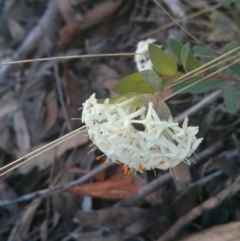 Pimelea linifolia at Acton, ACT - 12 Oct 2017