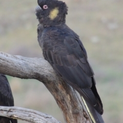 Zanda funerea (Yellow-tailed Black-Cockatoo) at Molonglo, ACT - 3 Oct 2017 by michaelb