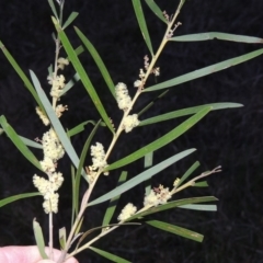 Acacia floribunda (White Sally Wattle, Gossamer Wattle) at Molonglo Valley, ACT - 3 Oct 2017 by michaelb