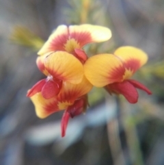 Dillwynia phylicoides (A Parrot-pea) at Acton, ACT - 12 Oct 2017 by WalterEgo