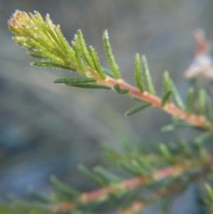 Dillwynia phylicoides at Acton, ACT - 12 Oct 2017 08:53 AM